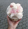 Žvakių puokštė Pelėdžiukas