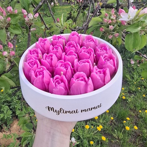 Tulpės XXL Mylimai mamai